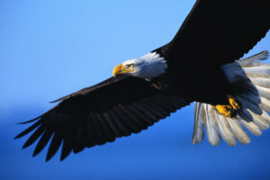 Bald Eagle in Flight.